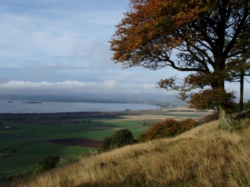 Tree over Loch Leven